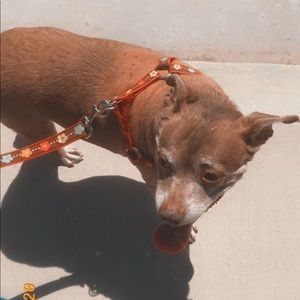 Meet your Posher, Lucy